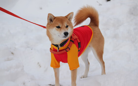 大场面先生，从内马尔的微笑到智利队的翻盘密码