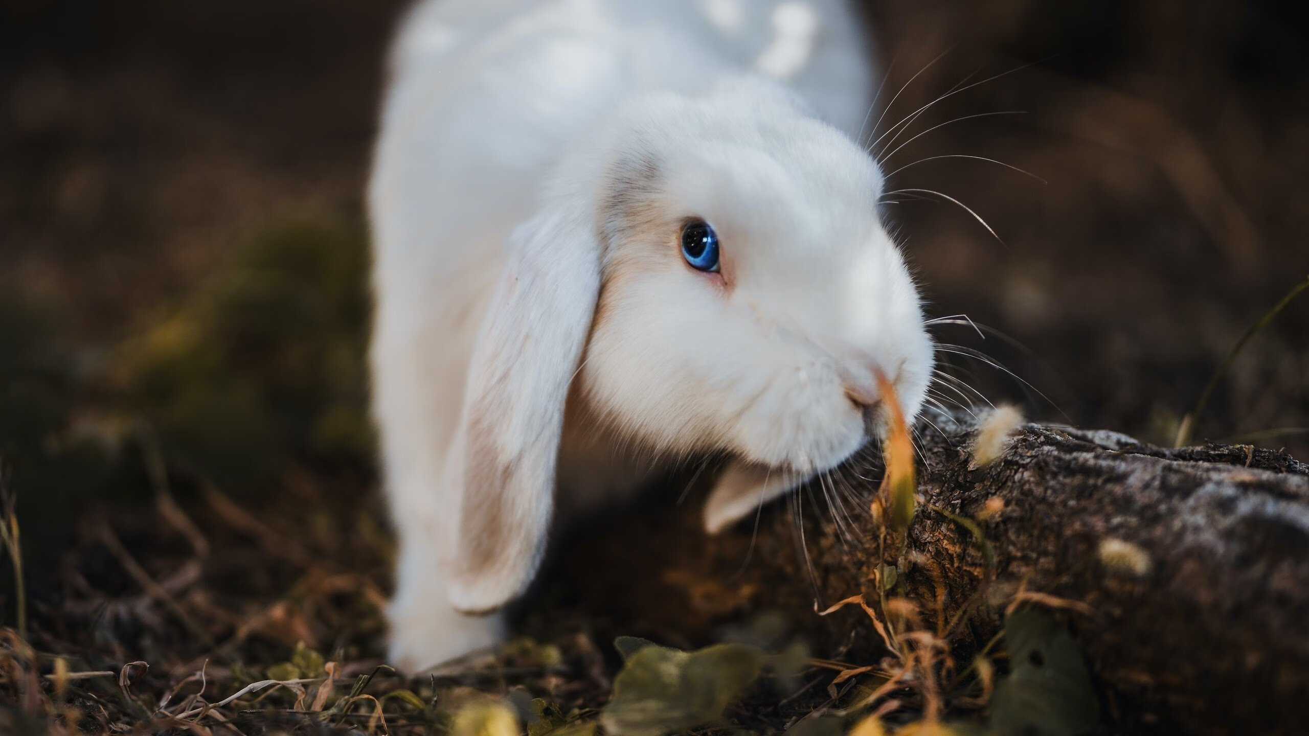 黄潜艇的防守哲学，德甲争冠战中的锁葡启示