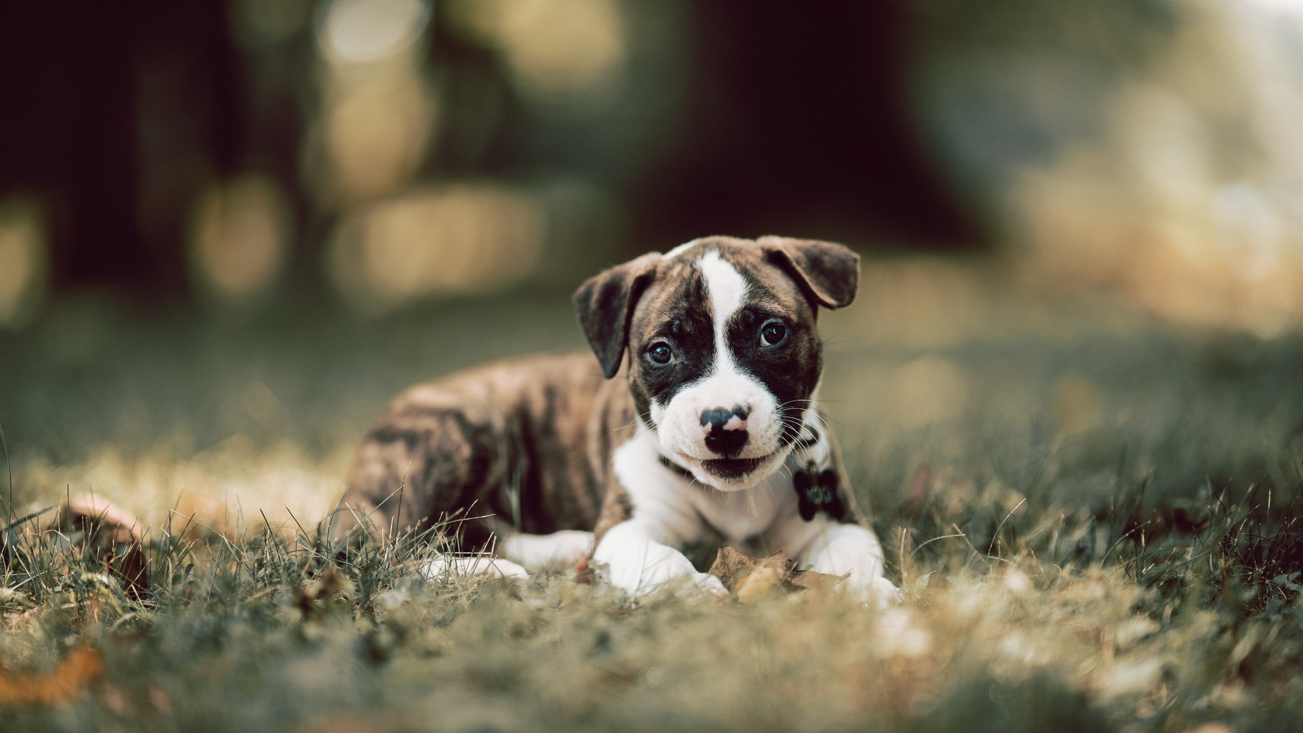 爆冷之夜的亚洲之光，当塞内加尔的团队铁蹄踏碎比利时黄金一代，富安健洋定义了现代边卫的极致