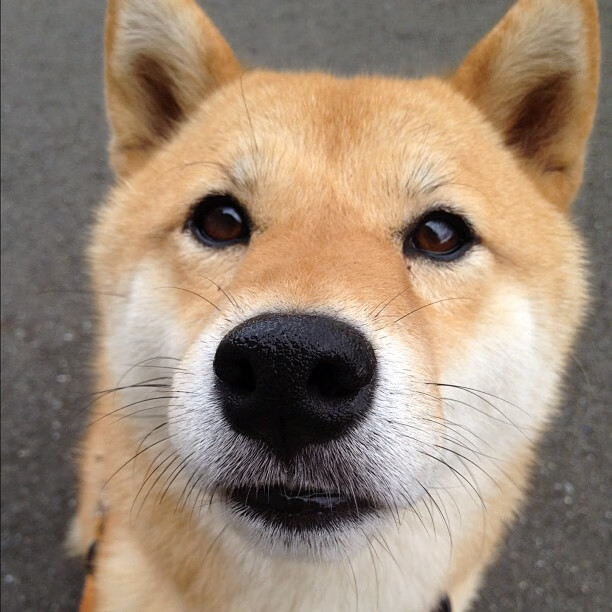 维纳河畔的黑色闪电，当几内亚在奥地利的钢铁丛林里，刺出劳塔罗的致命一刀