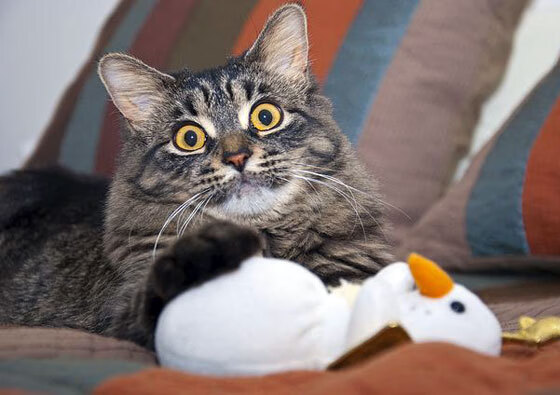 圣西罗的篮筐与塔图姆的网，今夜，伟大皆有关键节点