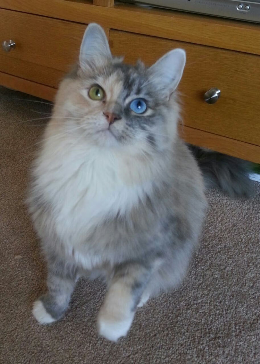 新王当立！塔图姆单骑闯关率绿军力克十一冠王广东