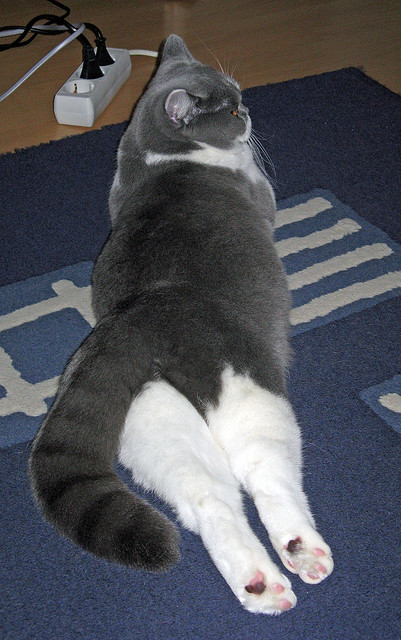 冰与火的错位，当卢卡库的火山爆发，撞上加拿大马赛的冰川纪律