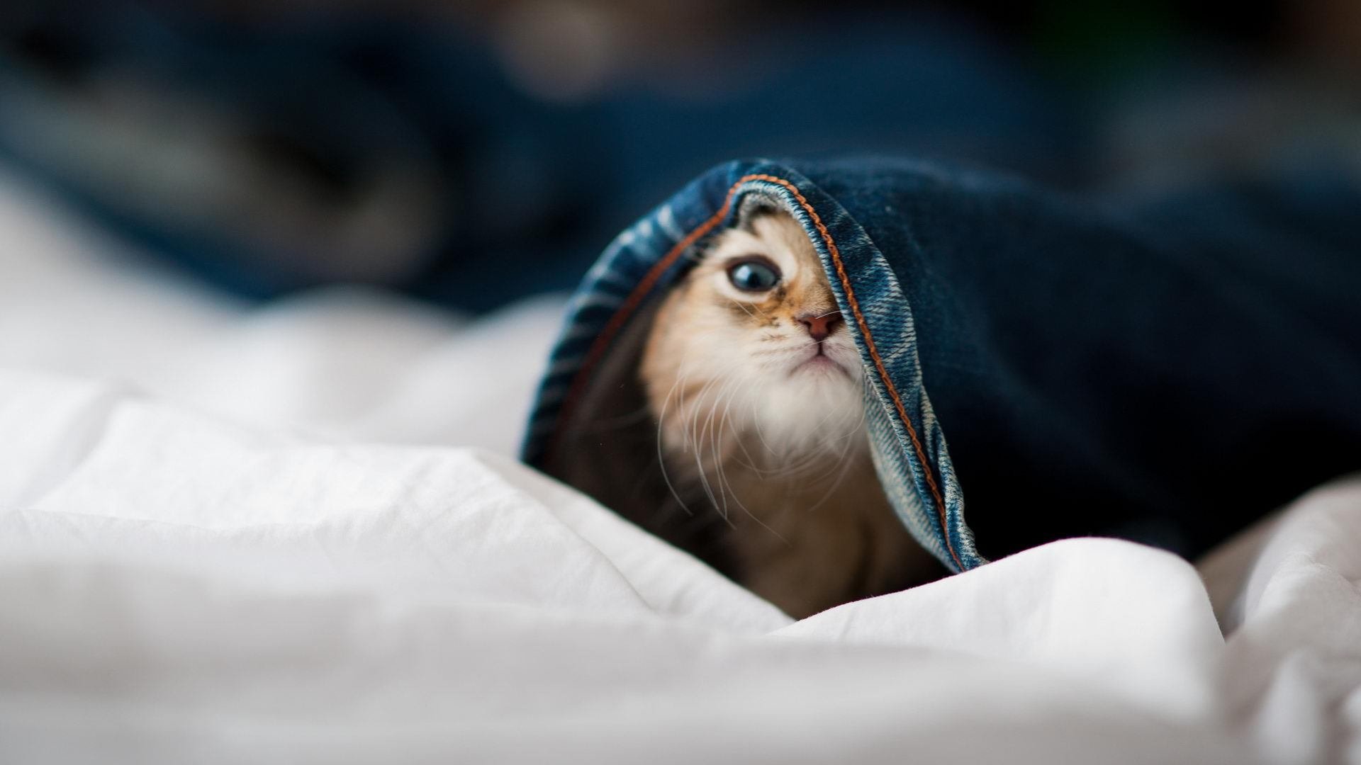 开云体育官网-球场上的血拼与接管，深圳队的草根韧性与米切尔的巨星时刻